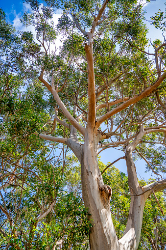 Trees of Yanchep National Park, Western Australia.