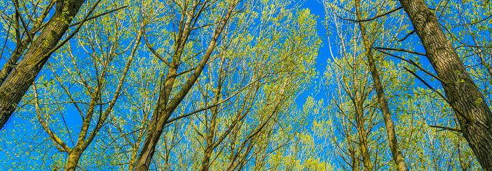 An image of trees and a bright blue sky. Leafs backlight with sunlight.