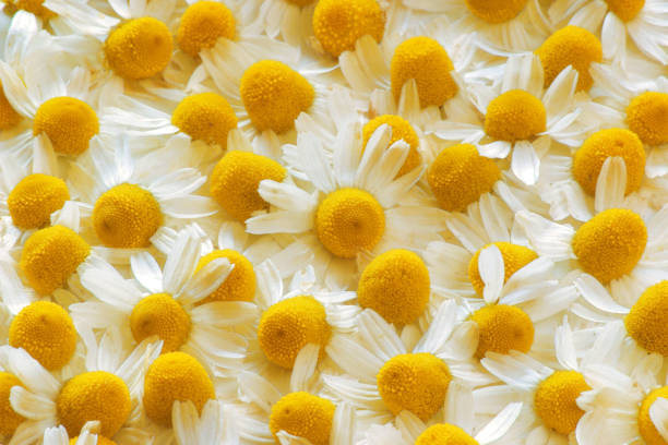 close up de cabeças de flores secas de camomila real ou alemã (matricaria chamomilla) - german chamomile fotos - fotografias e filmes do acervo