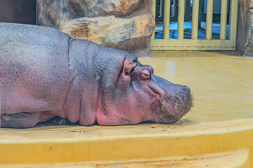 Giant hippopotamus sleeping beauty in the zoo. hippopotamus sleeping