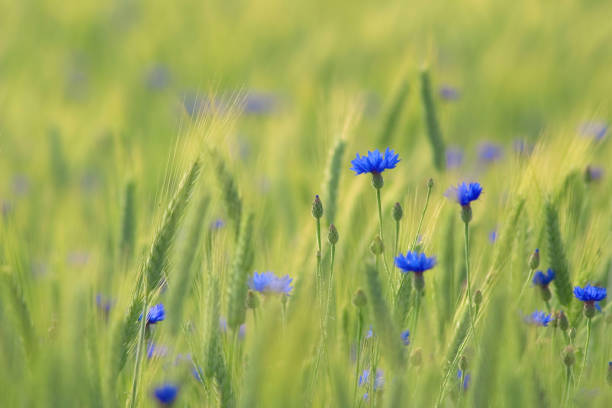 blue cornflowers (Centaurea cyanus) in a Barley (Hordeum vulgare) corn field near Andechs, Bavaria, Germany
