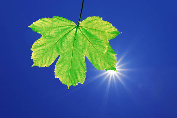 sun with rays like a star in blue sky behind green sycamore maple leaf  (Acer pseudoplatanus)