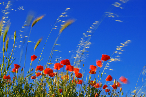 red Poppies (Papaver Rhoeas) and Grass (Poaceae or Gramineae) moving in the wind against blue sky, near Alberobello, Puglia, Italy