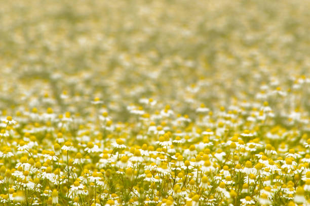 pradera de manzanilla real o alemana (matricaria chamomilla) - german chamomile chamomile plant smelling flower fotografías e imágenes de stock