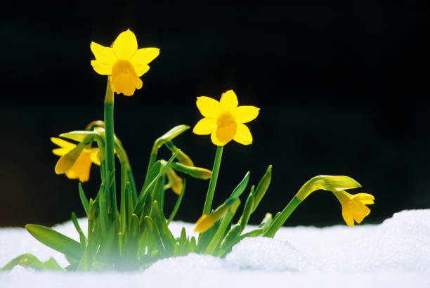 wild daffodil or Lent Lily (narcissus pseudonarcissus) in back light in snow, Munich, Bavaria, Germany