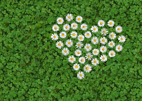 daisy  (Bellis perennis) formed like a heart on a white clover  (Trifolium repens) underground, symbol