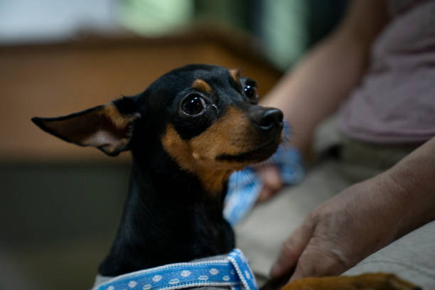 Little dog pinscher ratter prazsky krysarik eating treat food from tiled floor. Animals training concept.