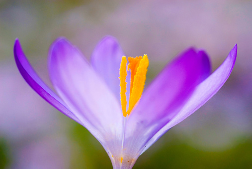 Spring Crocus (Crocus vernus) close-up