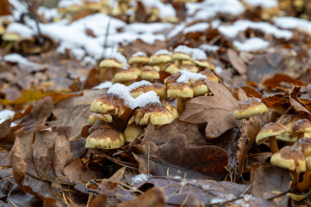 Forest at early winter with partial snow cover