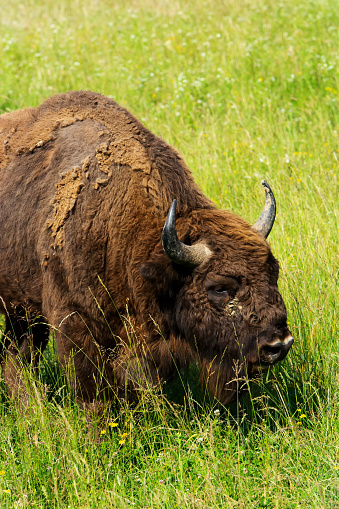 European bisons in meadow in summertime