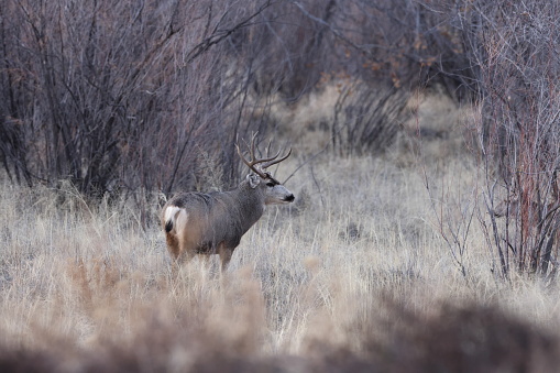 Deer in Bosque del Apache national wildlife refuge in New Mexico USA