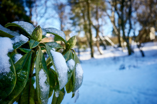 Rhododendron buds in January the morning after a sudden fall of snow. Nidderdale. North Yorkshire.