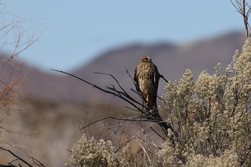 Northern Harrier , Hawk, Bosque del Apache,wildlife reserve , New Mexico,USA