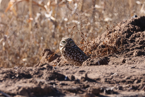 Burrowing Owl (Athene cunicularia)  Bosque del Apache,wildlife reserve , New Mexico,USA