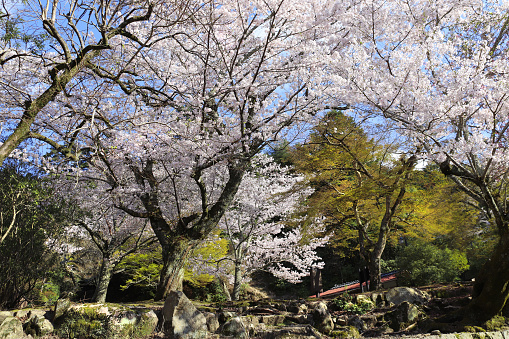 Sakura blossom trees, sacred Miyajima island, Japan. Spring flowering sakura season. Japanese hanami festival - time when people enjoy sakura blossom. Cherry blossoming season in Japan