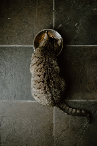A striped cat eating from a bowl