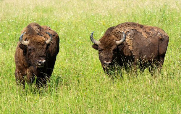 istock European bisons in meadow in summertime 1963001601