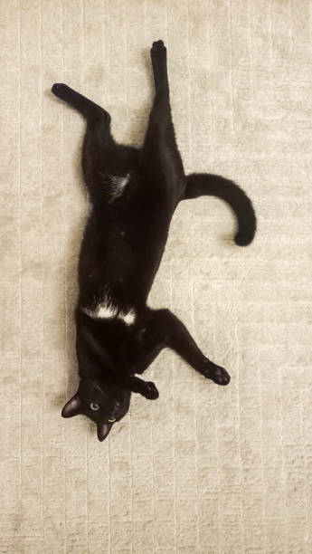Black Cat is laying on carpet stock photo
