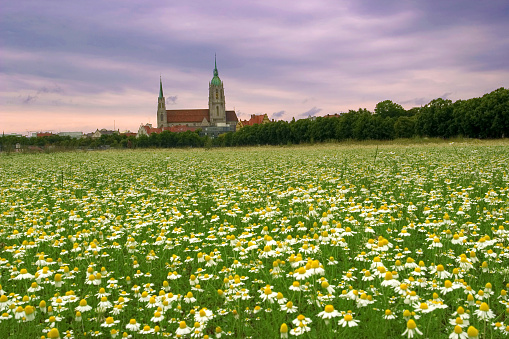 Theresienwiese in June which is exactly the place of the Beer Fest, with Meadow of Real or German Chamomile  (Matricaria chamomilla), church St. Paul in background, Munich, Bavaria, Germany, Europe