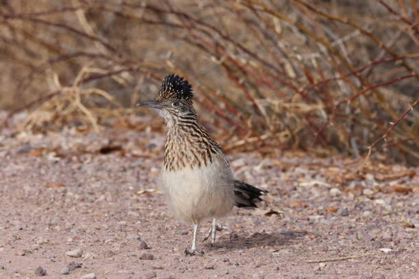 istock Roadrunner Bosque del Apache wildlife refuge in New Mexico 1963004781