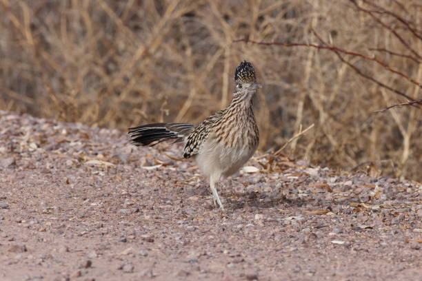 istock Roadrunner Bosque del Apache wildlife refuge in New Mexico 1963004782