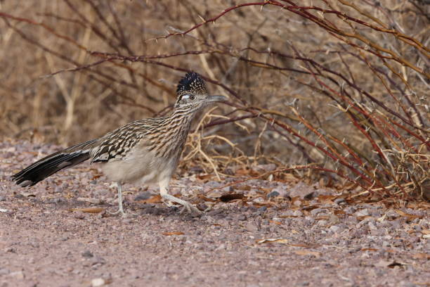 istock Roadrunner Bosque del Apache wildlife refuge in New Mexico 1963005310