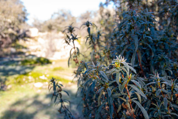 rockroses frozen with the frost of the first hour of a winter morning. cistus ladanifer - czystek zdjęcia i obrazy z banku zdjęć