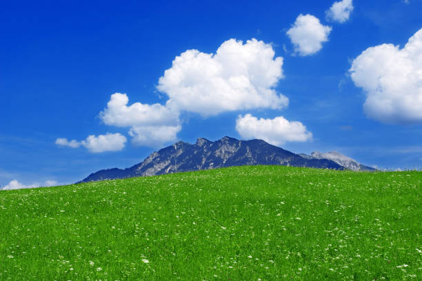 Road with meadows, forests and snowy mountains