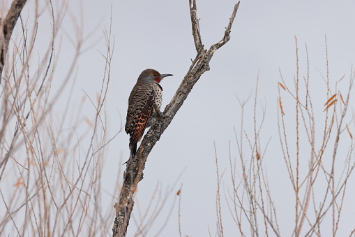 Gilded Flicker (Colaptes chrysoides) Bosque del Apache National Wildlife Refuge, New Mexico,USA