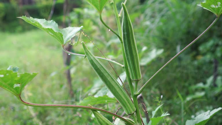 Fresh okra on the tree