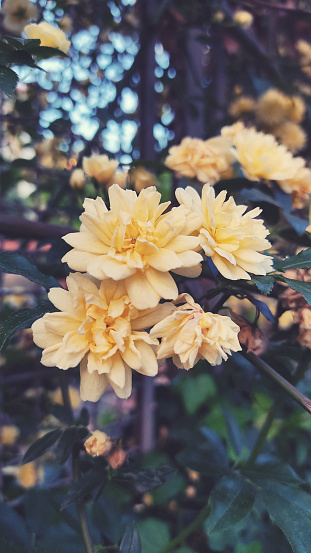 Beautiful banksiae pale yellow roses