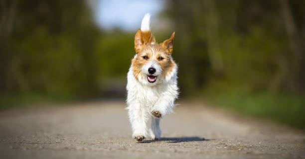 istock Happy active dog running, puppy hyperactivity banner 1963027052