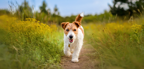 Jack Russell Terrier stands on a rock, a small guardian overlooking the vast mountains. In the serene highlands, the terrier takes in the expansive view