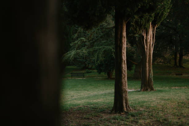Green park full of trees and plants in Bergamo Italy