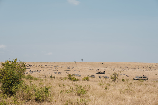 Wide angle photo of african savanna. Zebras and wildebeest share meadow close to Mara river in Kenya.