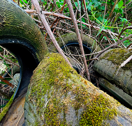 Tyres dumped in woodland covered in moss