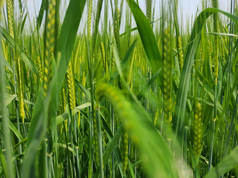 subjective view in the lush green grass, selective focus, horizon