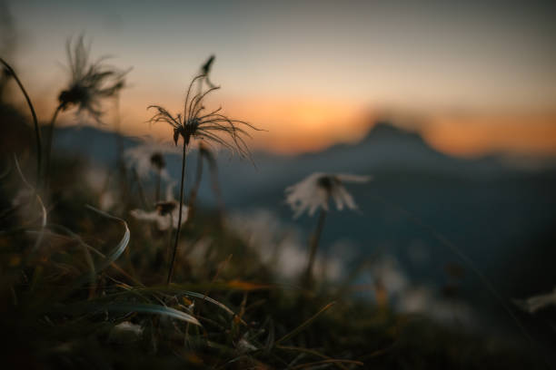 Close-up small white flower plant with selective focus. Bergamo Italy
