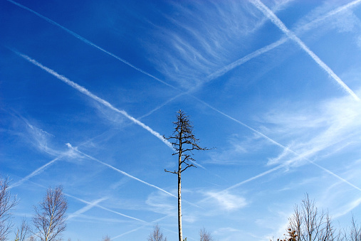 a dead pine tree in Perlacher Forst, the blue sky is showing a net of contrails, condensation trails, possibly chemtrails, Munich, Bavaria, Germany