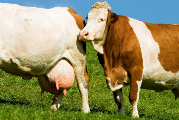 istock two dairy cows, cattle, on a pasture with big and full utter 1963046336