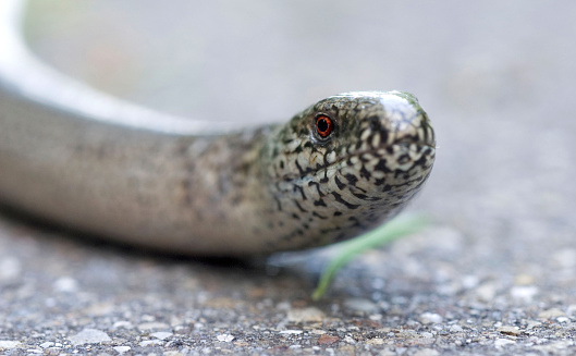 closeup of a Slow Worm (Anguis Fragilis) on a bikeway, Germany