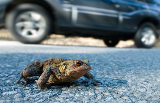 Toad migration, a common toad (Bufo bufo) crosses the road next to a moving car, between Leutaschtal and Mittenwald, Bavaria, Germany