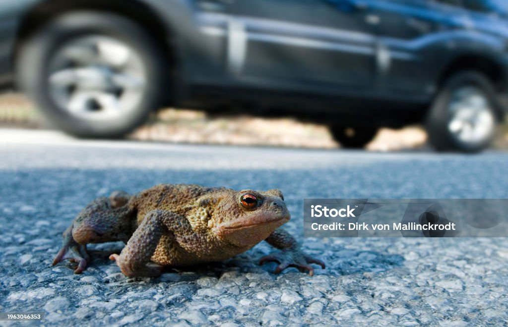 Car Getting Toad Toad Migration A Common Toad Crosses The Road Stock Photo - Download ...