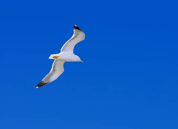 istock a single white adult herring gull (Larus Argentatus) flying 1963046877