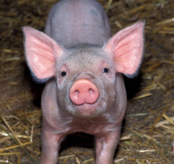 istock a piglet in the pigsty looks curiously 1963047934