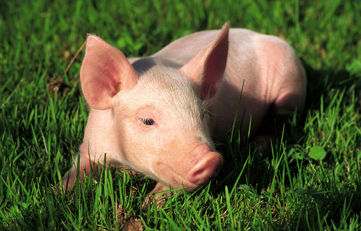 a piglet lies in the green meadow