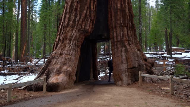 Man Walking Through Giant Sequoia Tree