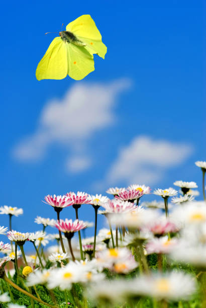 Beautiful butterfly on wild flower on the meadow in sunny summer day