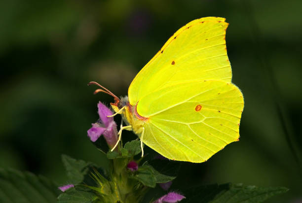 brimstone butterfly (gonepteryx rhamni) - citronfjäril bildbanksfoton och bilder