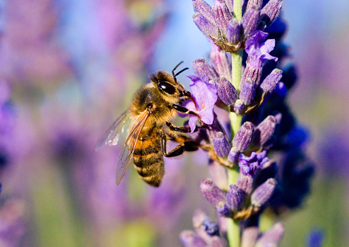 macro of a Honey bee (Apis mellifera) on a lavender flower (Lavandula angustifolia) France